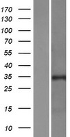 PURA Human Over-expression Lysate