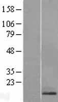 RAMP1 Human Over-expression Lysate