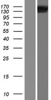 FMNL1 Human Over-expression Lysate