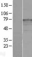 katanin p80 (KATNB1) Human Over-expression Lysate