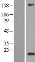 FXYD3 Human Over-expression Lysate