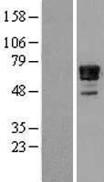 NAB2 Human Over-expression Lysate