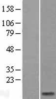 SPRR2A Human Over-expression Lysate