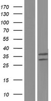 UQCRFS1 Human Over-expression Lysate