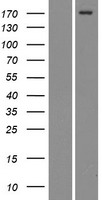 MRC2 Human Over-expression Lysate