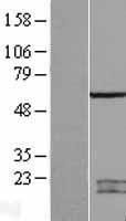 SPATA2 Human Over-expression Lysate
