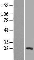 TP53I11 Human Over-expression Lysate