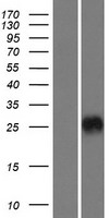 CRISP3 Human Over-expression Lysate