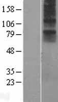 NMUR1 Human Over-expression Lysate