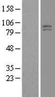 TCIRG1 Human Over-expression Lysate