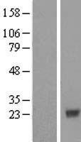 COX4NB (EMC8) Human Over-expression Lysate
