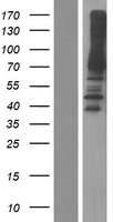 RED (IK) Human Over-expression Lysate