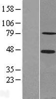 SCML2 Human Over-expression Lysate