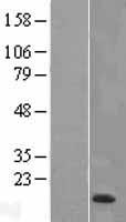 HE4 (WFDC2) Human Over-expression Lysate