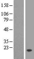 TMEM50B Human Over-expression Lysate