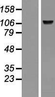 BMP1 Human Over-expression Lysate