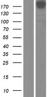 NuMA (NUMA1) Human Over-expression Lysate