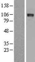 DDR2 Human Over-expression Lysate
