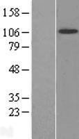 TrkB (NTRK2) Human Over-expression Lysate