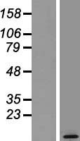 Neurogranin (NRGN) Human Over-expression Lysate