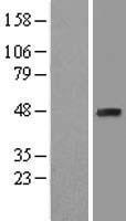 EBP1 (PA2G4) Human Over-expression Lysate