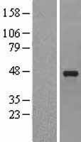 SERPINE2 Human Over-expression Lysate
