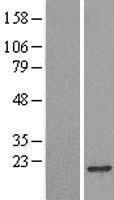 POLR2H Human Over-expression Lysate