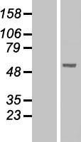 PNLIPRP1 Human Over-expression Lysate