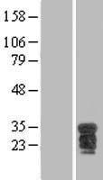 BOB1 (POU2AF1) Human Over-expression Lysate