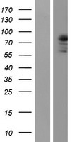 PKC theta (PRKCQ) Human Over-expression Lysate