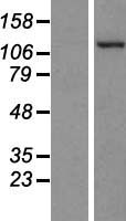 PKN2 Human Over-expression Lysate