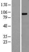 RALGDS Human Over-expression Lysate