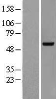 VRK2 Human Over-expression Lysate