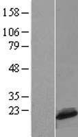 C1D Human Over-expression Lysate