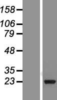 RAN Human Over-expression Lysate