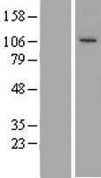 Gamma tubulin complex component 3 (TUBGCP3) Human Over-expression Lysate