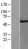 ARIH2 Human Over-expression Lysate