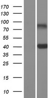 CLEC10A Human Over-expression Lysate