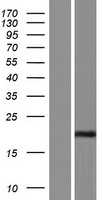 MIR9-1HG Human Over-expression Lysate