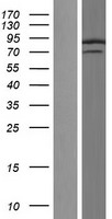 hnRNP Q (SYNCRIP) Human Over-expression Lysate