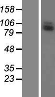 LRRC41 Human Over-expression Lysate