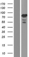 SORBS1 Human Over-expression Lysate