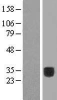 COLEC10 Human Over-expression Lysate
