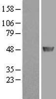 PAICS Human Over-expression Lysate