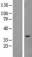 POLR3F Human Over-expression Lysate