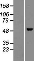 NOVA1 Human Over-expression Lysate