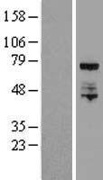 ELL Human Over-expression Lysate