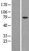 EXOC5 Human Over-expression Lysate