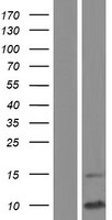 SCGB1D1 Human Over-expression Lysate