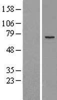 MEKK2 (MAP3K2) Human Over-expression Lysate
